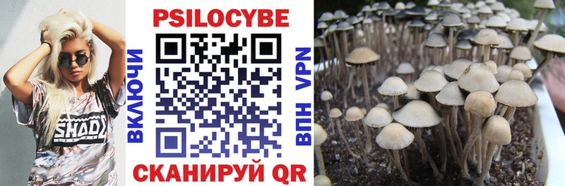 Купить  Михайловск  Псилоцибиновые грибы Psilocybine cubensis 
